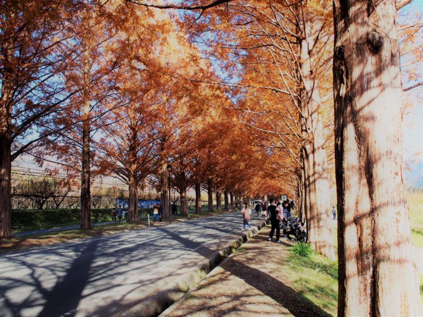 メタセコイヤ並木道