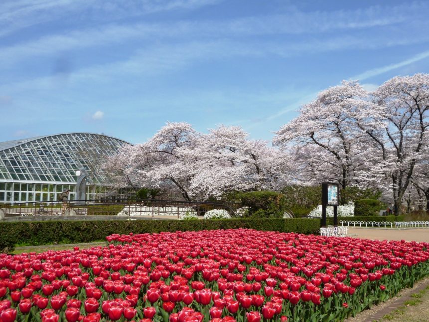 天気のいい日は遊具や芝生広場もある京都府立植物園でのんびりと